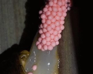  当成|洱海惊现外来物种，携带6000多条寄生虫，却被国人当成餐桌美味