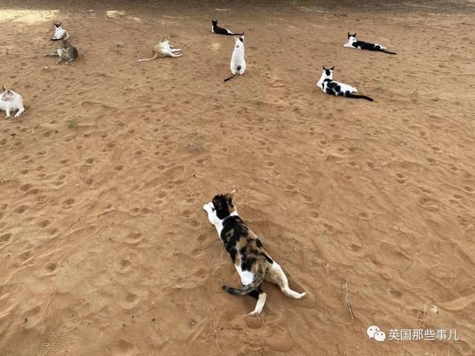 沙漠|霓虹妹子嫁到阿联酋，在5万平米的沙漠＂后院＂里养猫养骆驼?!
