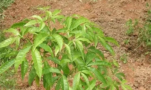 种野生植物|农村路边的野草，农民拿它当柴烧，今价值珍贵，农民叫“三叉苦”