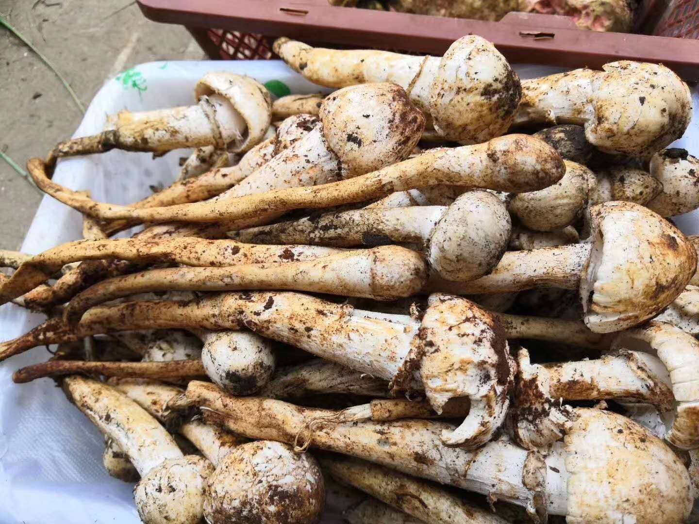  中毒事件|食菌预警 云南今年发生野生菌中毒事件273起 致12人死亡