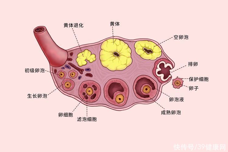 夫妻黄体破裂会怎样(夫妻生活不是打仗，别过火：女性同房后这3种异常，警惕黄体破裂)