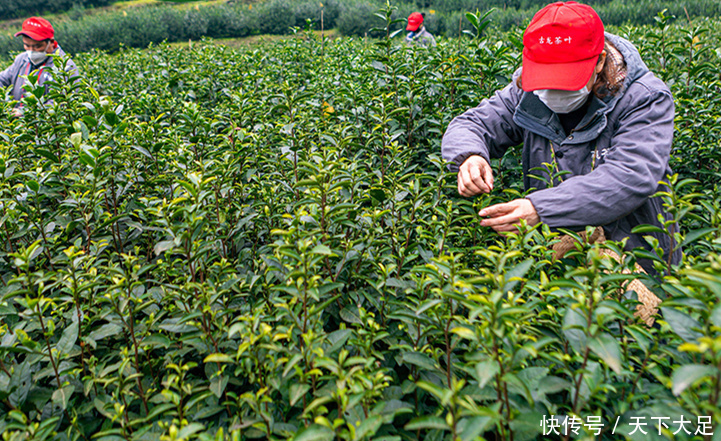 看完|常喝绿茶的三个功效!看完你心动了吗?