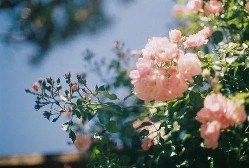 伴奏|家长优秀作品展|《倾听伴奏》