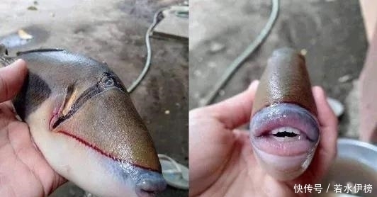  震撼|26张“活久见”的震撼图片，每一张都来之不易