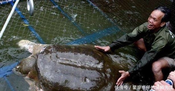 如今|世界最“孤独”的动物,如今仅剩两只,还相隔1000多公里