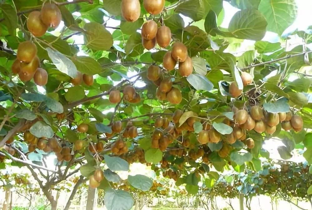 季节|秋天，别只知道吃苹果！建议多吃这4种水果，新鲜又多汁，别错过