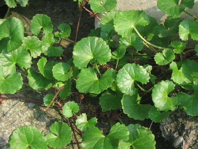 特别|北方人很多都不认识,在南方却特别流行的蔬菜,你们吃过几种