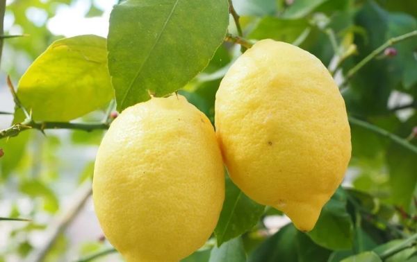  黑色素|酱油吃多了皮肤会变黑？错！一些食物才会让你越吃越黑