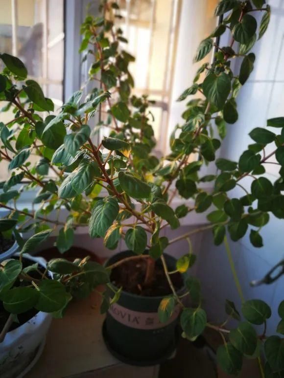 养成|最大的长寿老桩，7年时间，养成盆景！