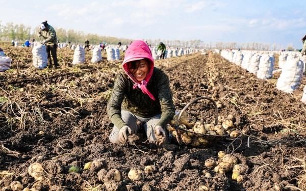 供应链|依安县：小土豆带来大收益