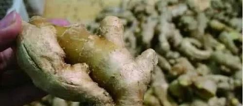 发芽|全球10大最毒“食材”，它们就藏在我们身边，你真的都知道吗？