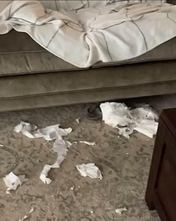 样子|“以为台风扫过！”面对主人质问，捣蛋狗装作听不懂的样子！