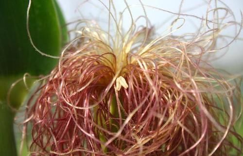  不少|玉米须也是个宝，夏天用来泡水喝，3个好处悄悄来，别忽视