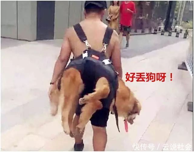  男子|金毛狗狗浪野了不愿回家，男子一个举动路人笑喷，狗：太丢狗了！