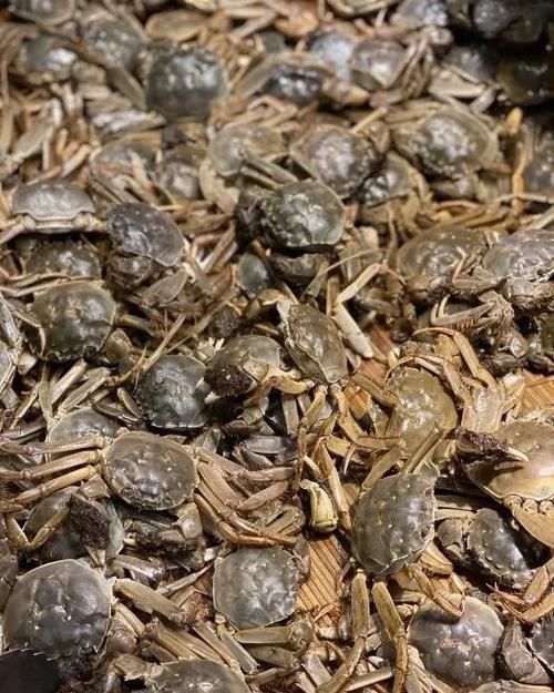 海鲜|吃遍大连-开海啦!!各种肥美的海鲜任您挑选,让你一次过足嘴瘾~