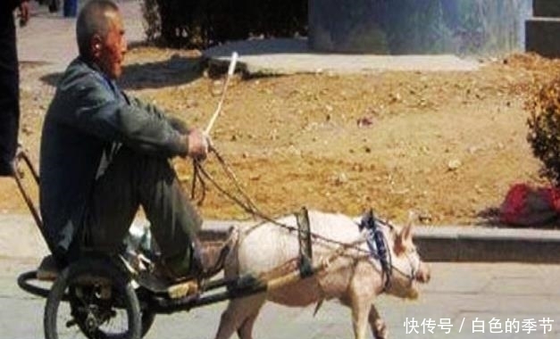 图片来源于|农村老伯训练猪当车夫年入十万,直言:一本万利,给吃饱了就行