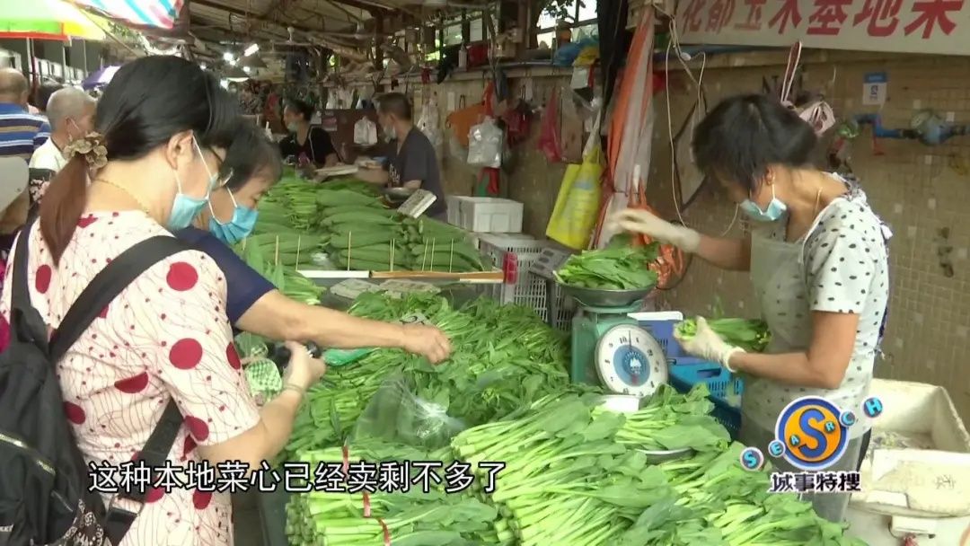 玉米|玉米基地种出的菜心，清嫩爽甜又好吃