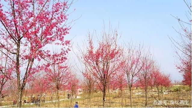  大埠岗|邵武大埠岗樱花小镇，或许就是你要寻觅的诗与远方