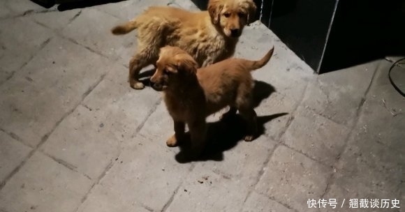 东西|金毛白天睡觉晚上“执勤”,小小年纪就知道看家护院