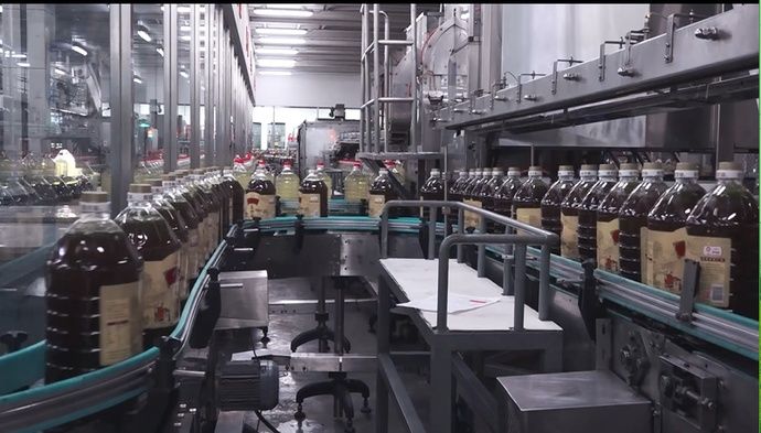  鱼虾|云赏金龙鱼虾田稻，共忆香韵外婆情