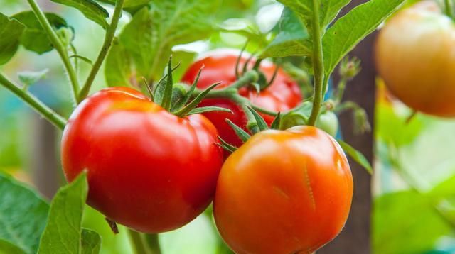  番茄|日光温室番茄栽培技术，及主要病虫害防治方法，菜农学到就是赚到