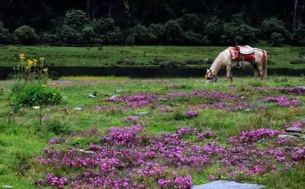  香格里拉|我们一起去香格里拉吧！听说那里可以治愈一切！