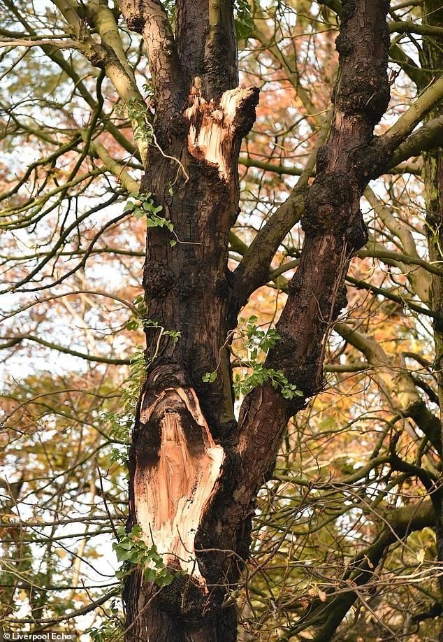  中产|英国孕妇怀胎9月，被掉落树枝砸中产下死胎，市政府被罚133万