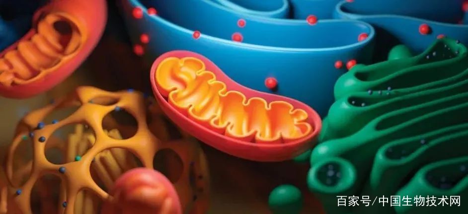  老药|老药新用，同时抑制癌细胞线粒体和血管生成，可有效治疗多种癌症