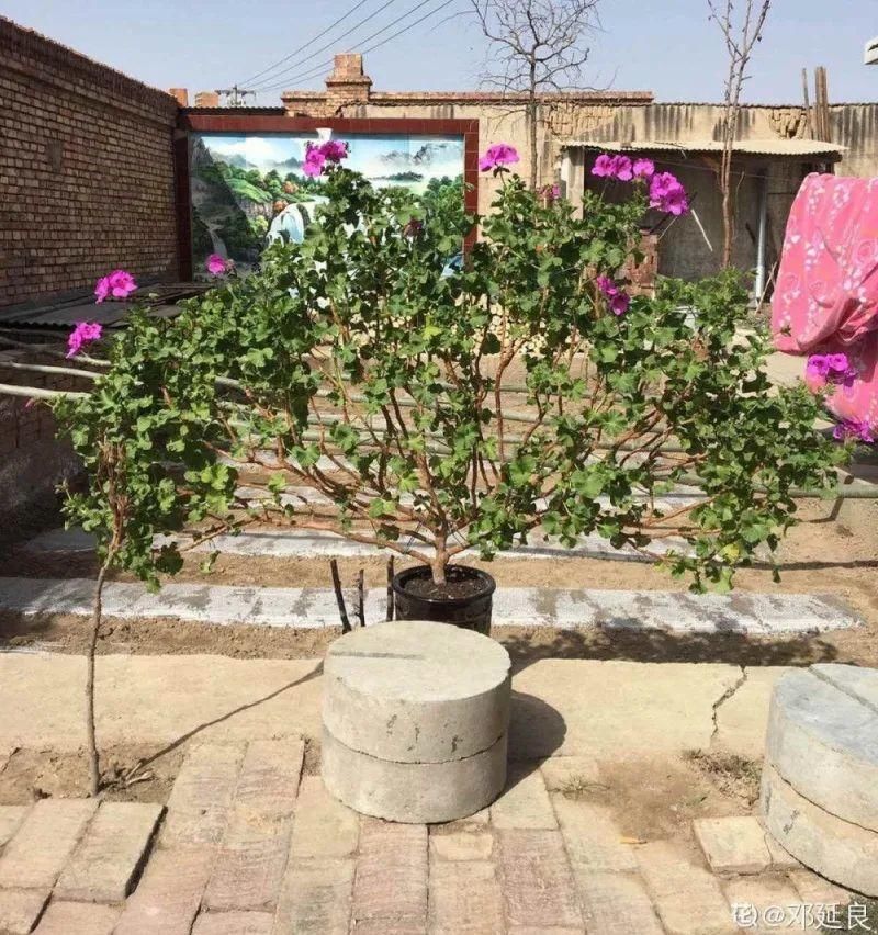 养成|最大的长寿老桩，7年时间，养成盆景！