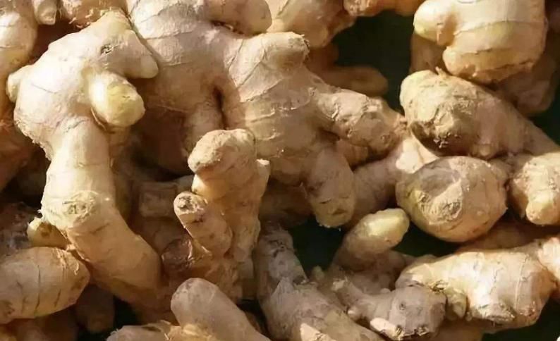  新鲜|生姜放久了会干瘪？教您4招，不干瘪不长芽，放一年都新鲜