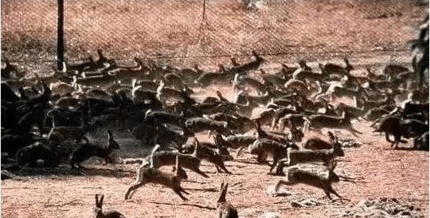  兔子|澳大利亚兔子成灾, 二十七只兔子差点灭国, 殖民时代后遗症