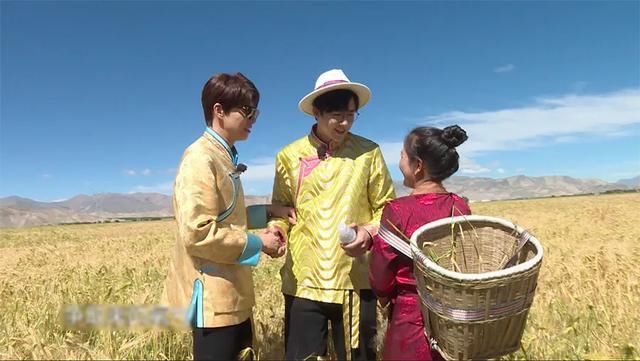  青稞|《极限挑战宝藏行》西藏初行，极挑团高原采摘雪莲花