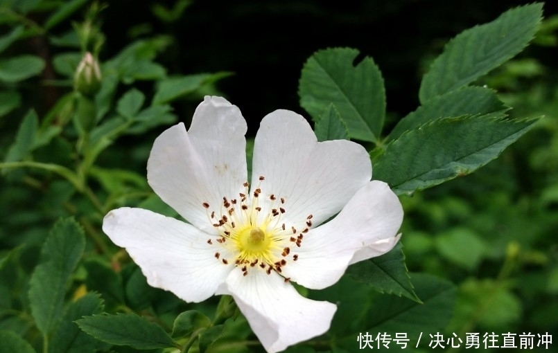 未来|未来一个月,财神偏爱,事业顺,爱情旺,苦尽甘来的四大生肖