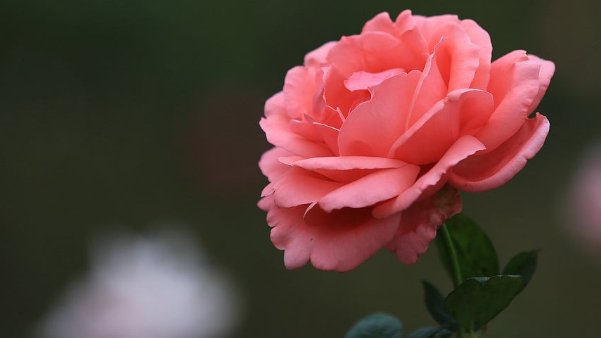 子女|“天生旺夫命”的4生肖女，婚后旺夫旺子女，前提是丈夫要宠她！