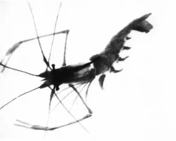  画法|怎么画鱼虾蟹蛙、写意《趣》画法