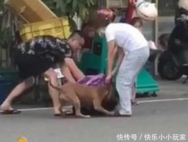  发狂|“第一猛犬”发狂咬土狗32秒，5岁女孩赤手空拳阻止，场面惊心