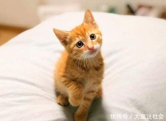 猫咪|平时奶萌的小橘猫,睡姿却“奇差”,主人一回头差点被吓到