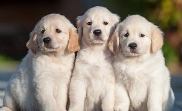 福气狗过了50岁,一定要花一分钟好好看看