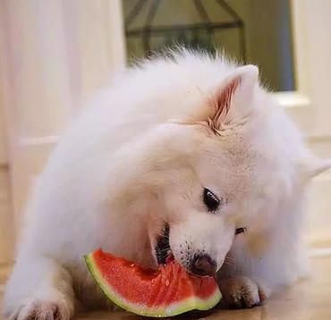 独食|萨摩耶为了吃到独食，西瓜到手后埋头狂吃，猫咪旁边看的一脸懵