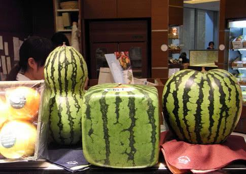 感受一下外国的天价西瓜 方形 黑皮 拇指西瓜 切开后气人 快资讯