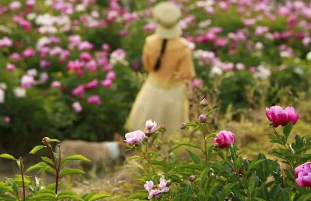  李子|她用3年时间爆改老宅，把荒地变花海：原来除了李子柒，我们还有另一种田园牧歌