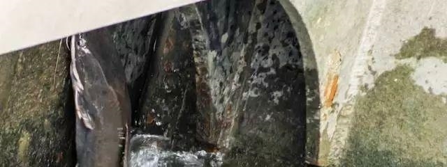  畸变|男子下水道中捕获1米长大鱼, 喝地沟油长大, 身体发生畸变!