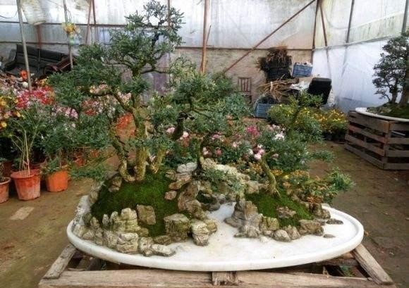 清朝|清朝的造办处曾经献给了两盆盆景,乾隆皇帝说:难得的绝品