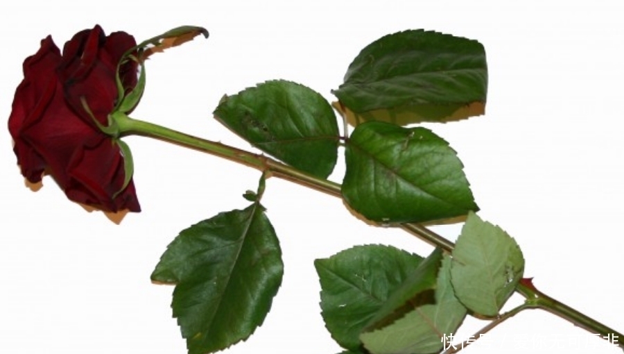 上旬|九月上旬开始,事业一路畅通,福多财旺,日进斗金的生肖