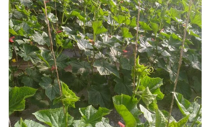  秋延|高温季温室秋延茬黄瓜瓜秧徒长结瓜少I做好五点防治措施产量翻倍