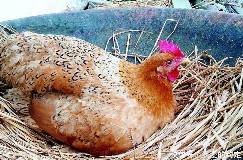 从来不|为什么鸡蛋被人拿走,母鸡从来不生气看完涨知识
