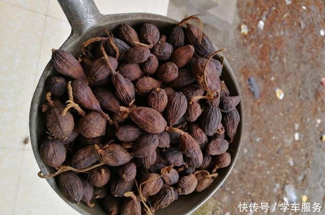 殊不知|这种长在地上的红枣,很多人以为有毒,殊不知是名贵“香果之王”