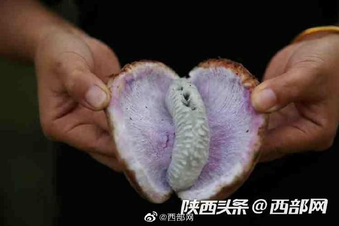 八月|紫阳秦巴山里的野生八月瓜熟了 香甜滑嫩美味可口难得吃到