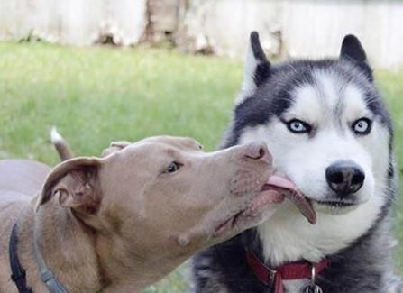  哈士奇|比特犬与二哈相互碰面，为了吸引二哈的注意，这翻操作逗笑旁人