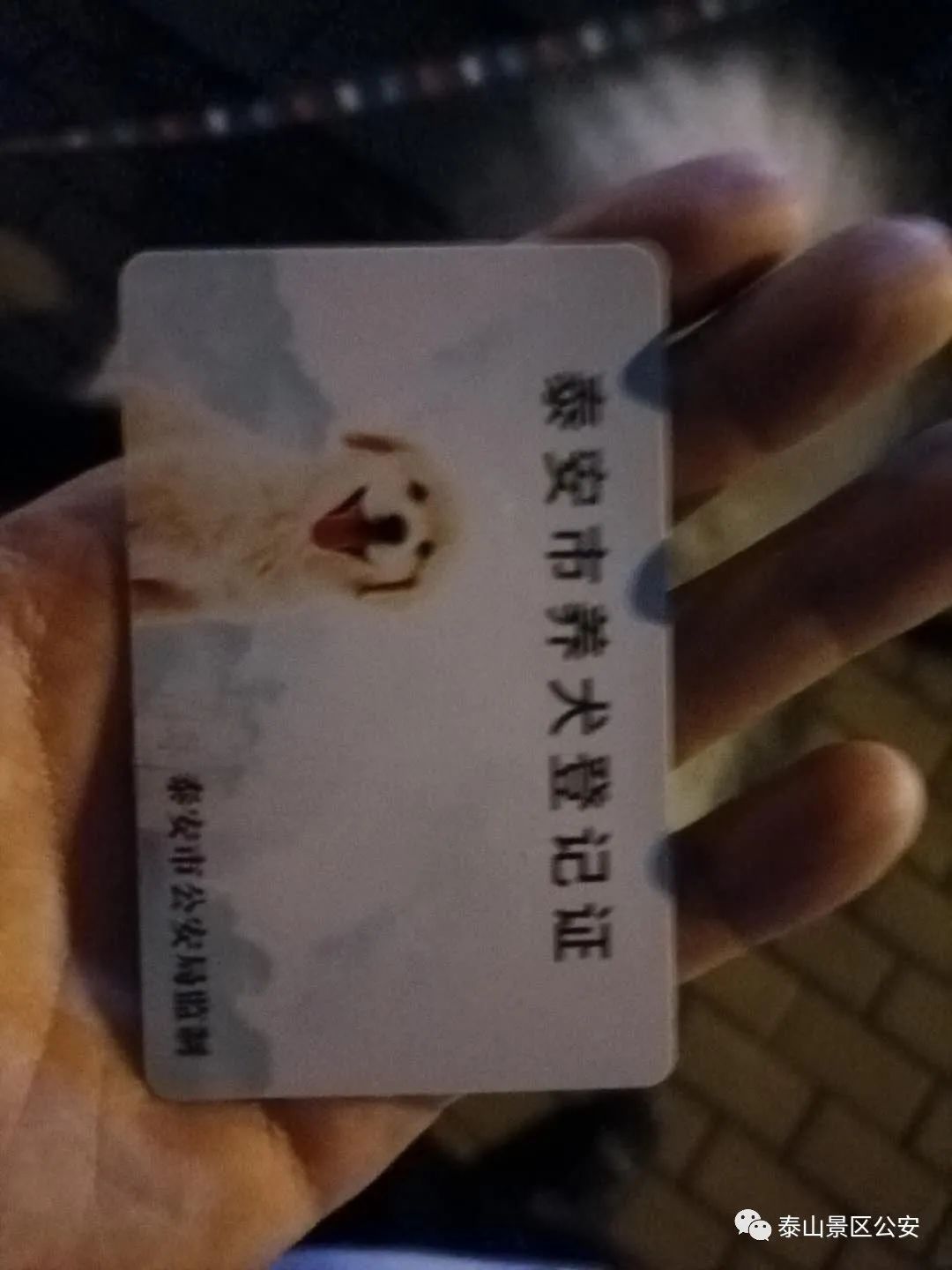 养犬行为|景区：整治“不文明养犬”景区分局一直在行动